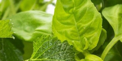 Propagation substrates